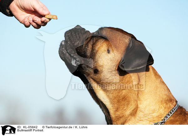 Bullmastiff Portrait / KL-05842
