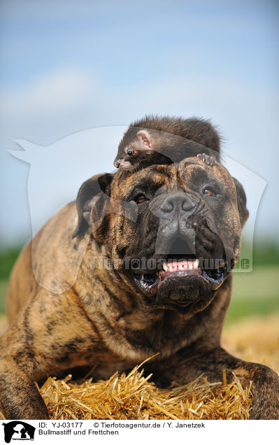 Bullmastiff und Frettchen / Bullmastiff and ferret / YJ-03177