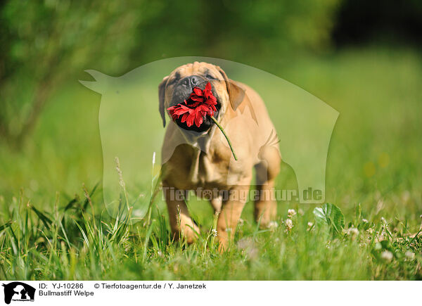 Bullmastiff Welpe / Bullmastiff Puppy / YJ-10286