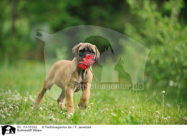 Bullmastiff Welpe / Bullmastiff Puppy / YJ-10322