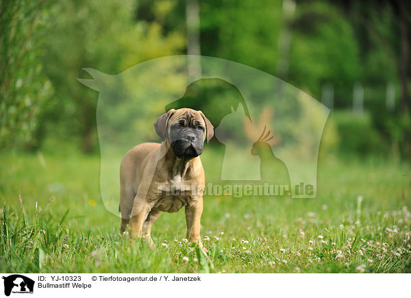 Bullmastiff Welpe / YJ-10323