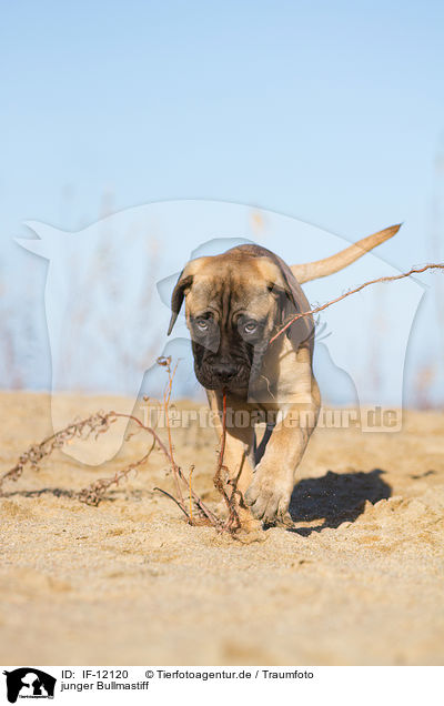 junger Bullmastiff / young Bullmastiff / IF-12120