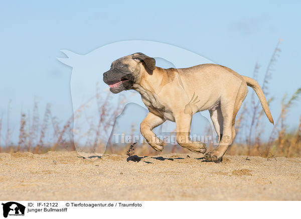 junger Bullmastiff / IF-12122