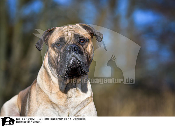 Bullmastiff Portrait / YJ-13652