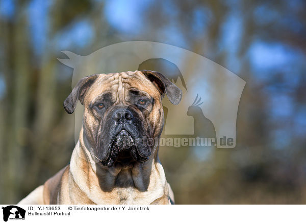 Bullmastiff Portrait / YJ-13653