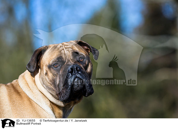 Bullmastiff Portrait / YJ-13655