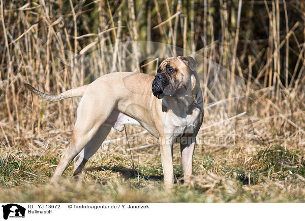 Bullmastiff / YJ-13672