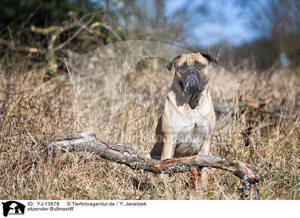 sitzender Bullmastiff / YJ-13678