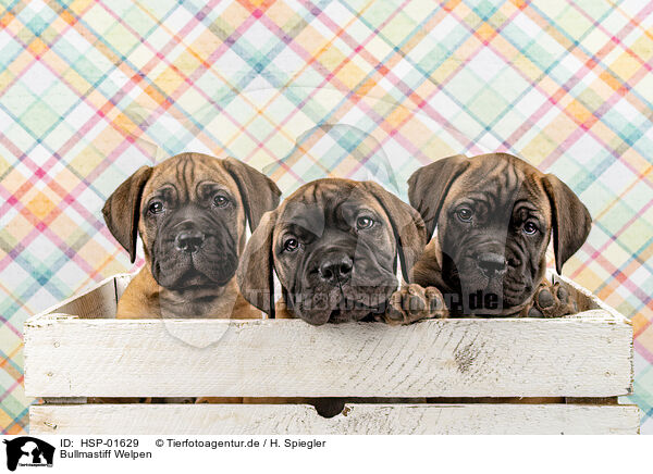 Bullmastiff Welpen / Bullmastiff Puppies / HSP-01629