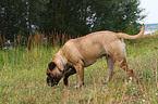 Bullmastiff Hndin