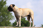 Bullmastiff Rde