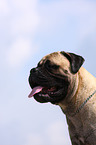 Bullmastiff Rde