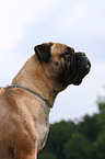 Bullmastiff Hndin