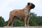 Bullmastiff Hndin