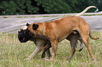 Bullmastiffs