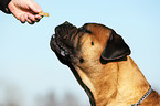 Bullmastiff Portrait