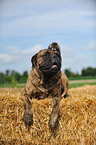 Bullmastiff und Frettchen