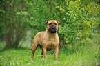 stehender Bullmastiff