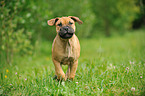 Bullmastiff Welpe