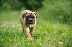 Bullmastiff Welpe