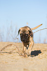 junger Bullmastiff