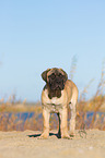 junger Bullmastiff