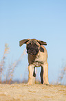 junger Bullmastiff