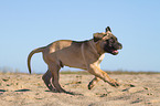 junger Bullmastiff