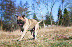 rennender Bullmastiff