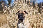 Bullmastiff Portrait