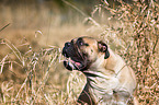 Bullmastiff Portrait