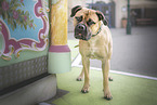 Bullmastiff