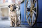 sitzender Bullmastiff