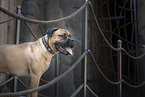 Bullmastiff Portrait