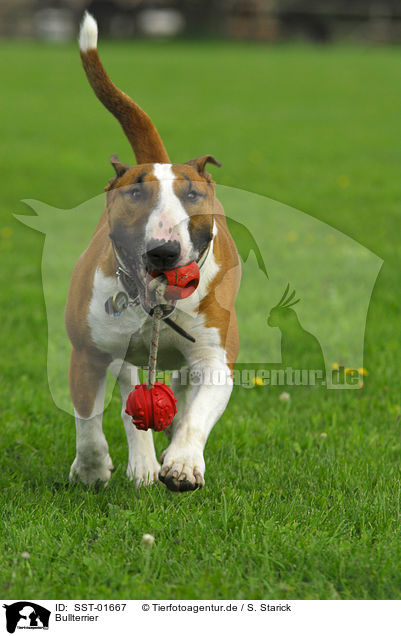 Bullterrier / SST-01667
