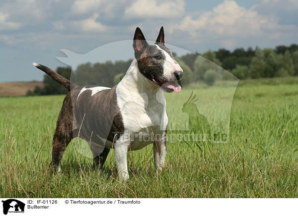 Bullterrier / Bullterrier / IF-01126