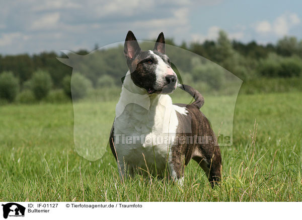 Bullterrier / Bullterrier / IF-01127