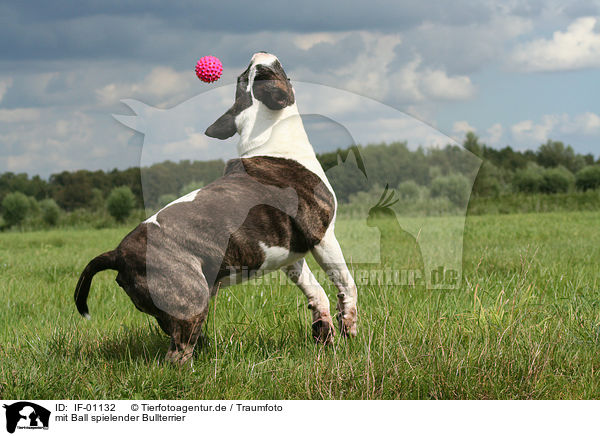 mit Ball spielender Bullterrier / playing Bullterrier / IF-01132