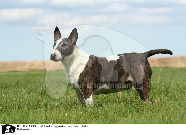 Bullterrier / Bullterrier / IF-01133