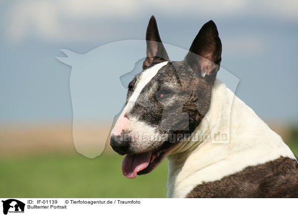 Bullterrier Portrait / IF-01139