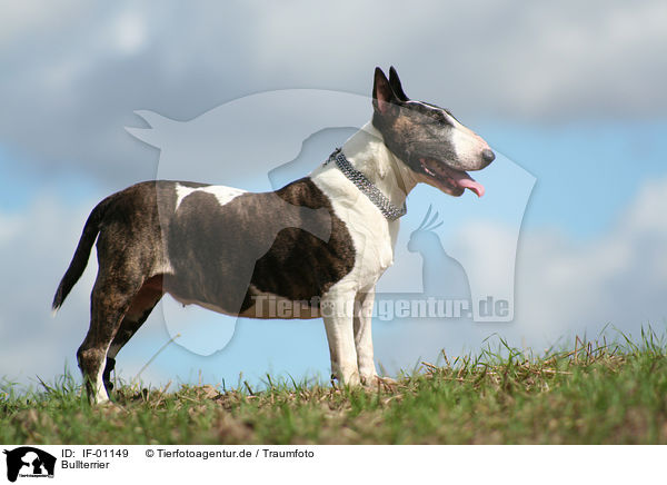 Bullterrier / Bullterrier / IF-01149