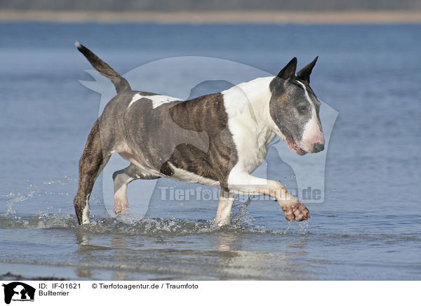 Bullterrier / Bullterrier / IF-01621