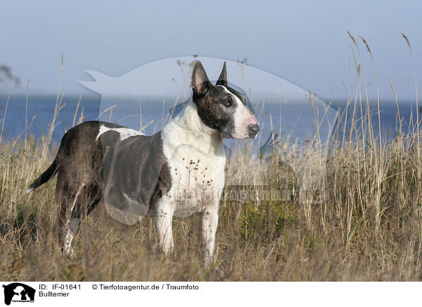 Bullterrier / Bullterrier / IF-01641