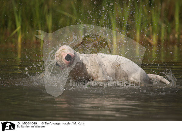 Bullterrier im Wasser / Bullterrier at water / MK-01049