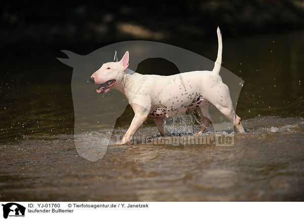 laufender Bullterrier / walking English Bull Terrier / YJ-01760