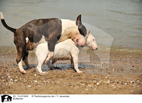 Bullterrier / English Bull Terrier / YJ-01949