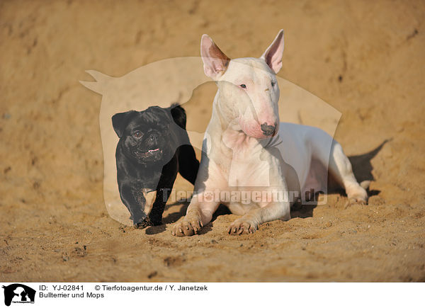 Bullterrier und Mops / Bullterrier and pug / YJ-02841