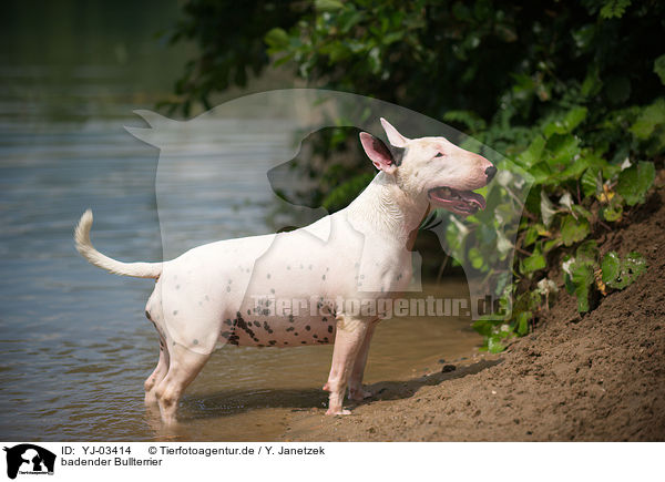 badender Bullterrier / bathing Bullterrier / YJ-03414