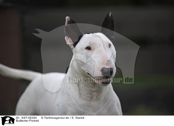 Bullterrier Portrait / SST-08394