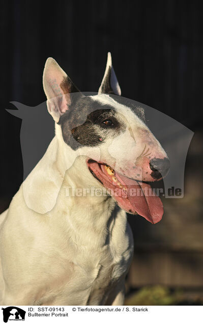 Bullterrier Portrait / SST-09143